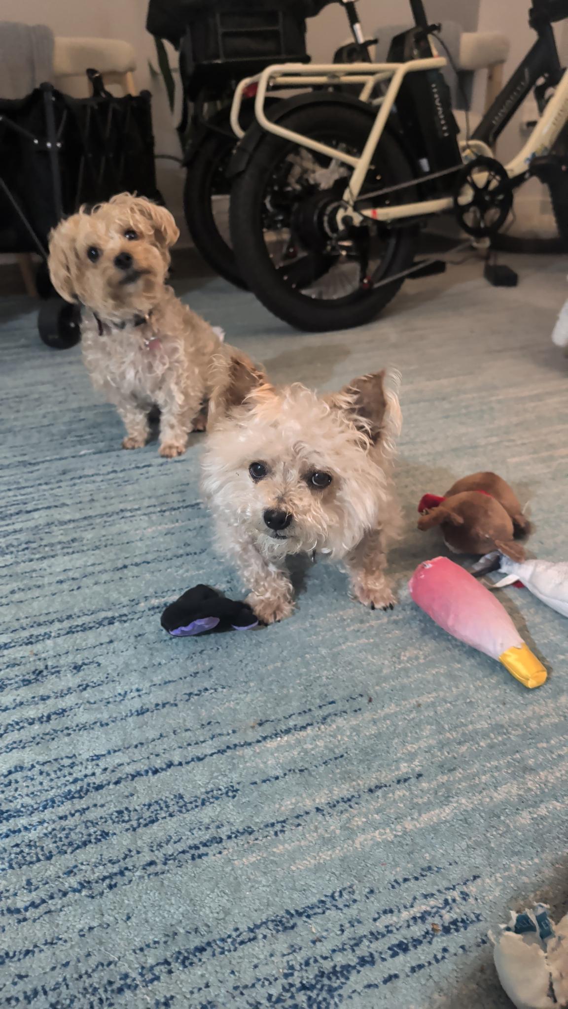 Rarri and Tesla the Yorkiepoos